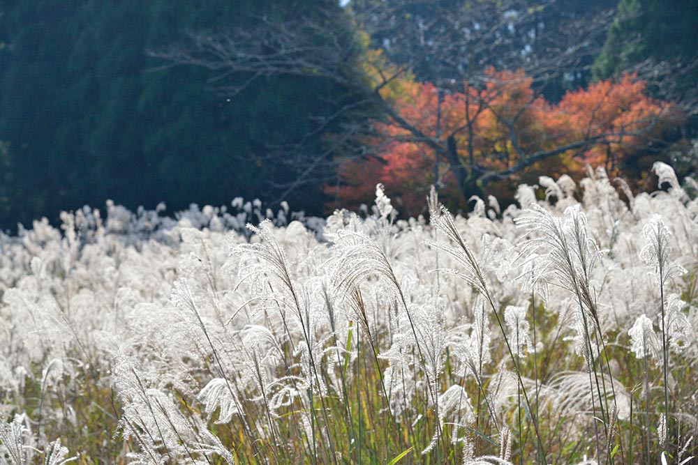 風土をめぐる写真集【第14回】近江の『かくれ里』」を行く―その1