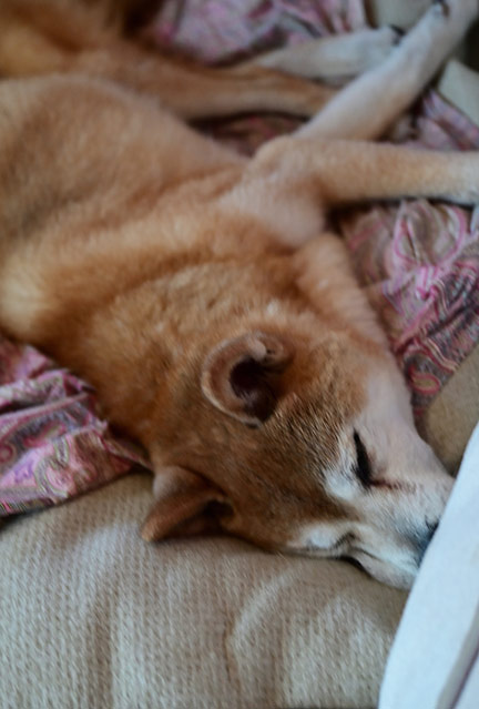 築32年の家のリノベーション「新千里の家」