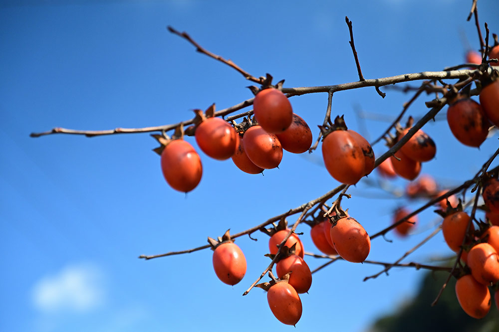 築50年の民家再生「笠置町の家」