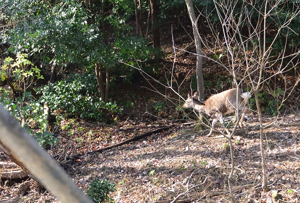 豊かな自然を感じる小さな家 